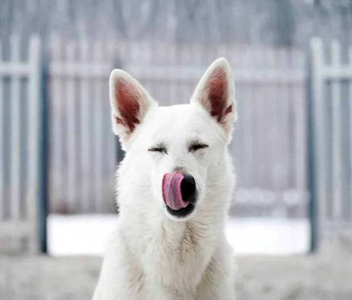 Snöba of food